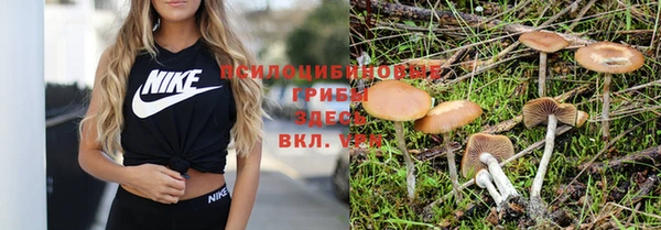 стаф Зеленокумск